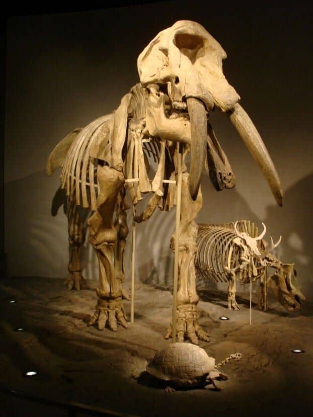 mammoth denver museum nature science