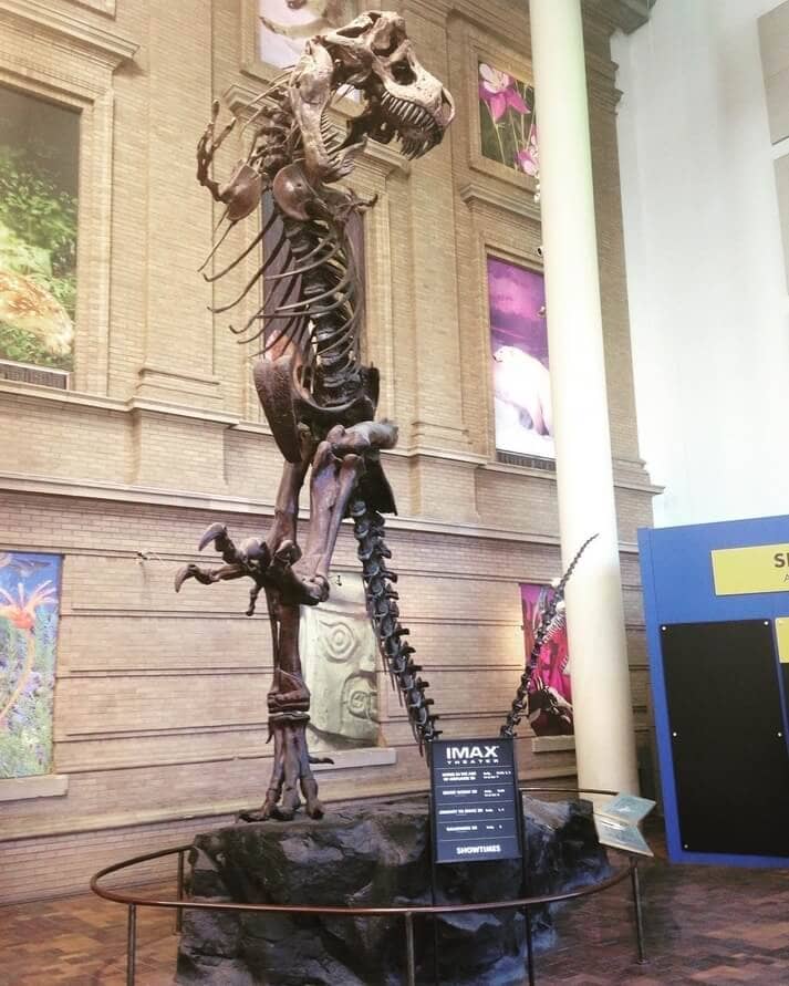 t rex skeleton denver musuem nature science